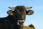 Vrhunsko, kar 4 slovenski biki so znotraj 1 % najboljših rjavih bikov