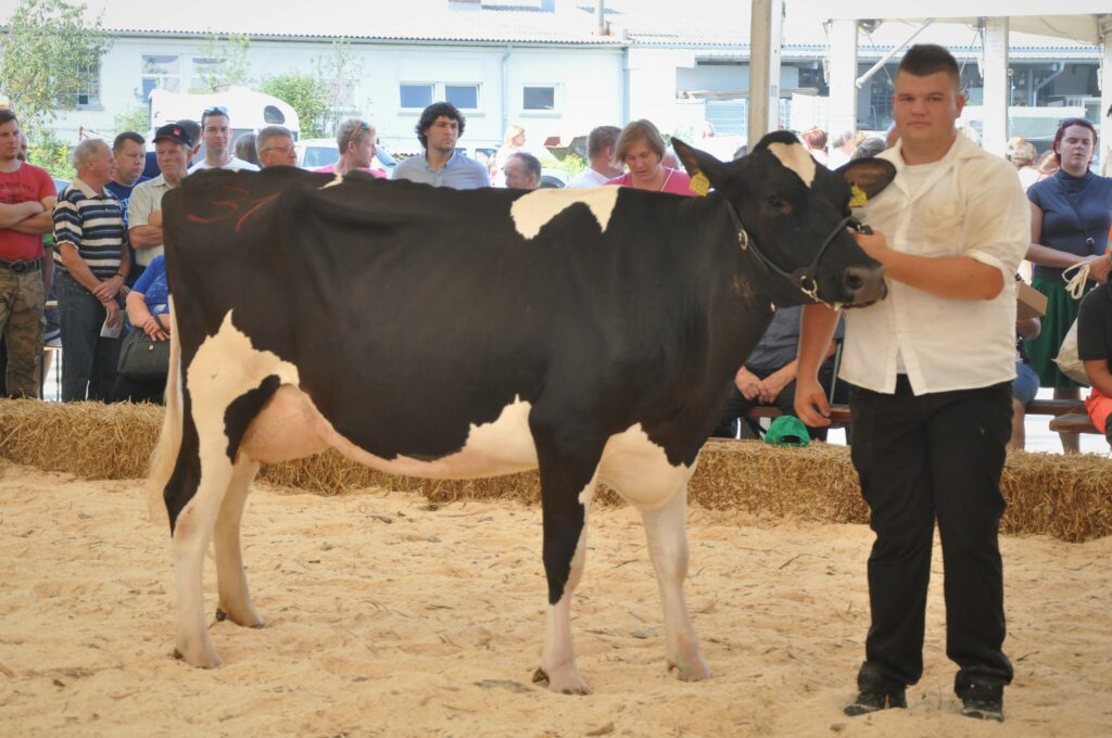 Vanja, rejec Jurij Zidar, 3. mesto krave ČB pasme
