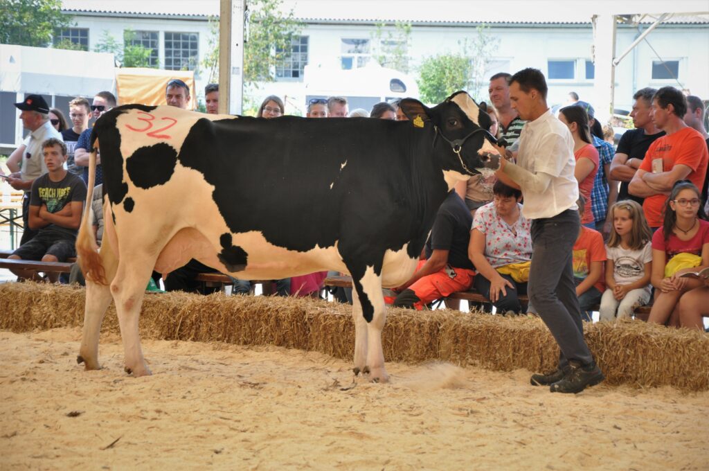 Sirena, rejec Jurij Zidar, 2. mesto krave ČB pasme