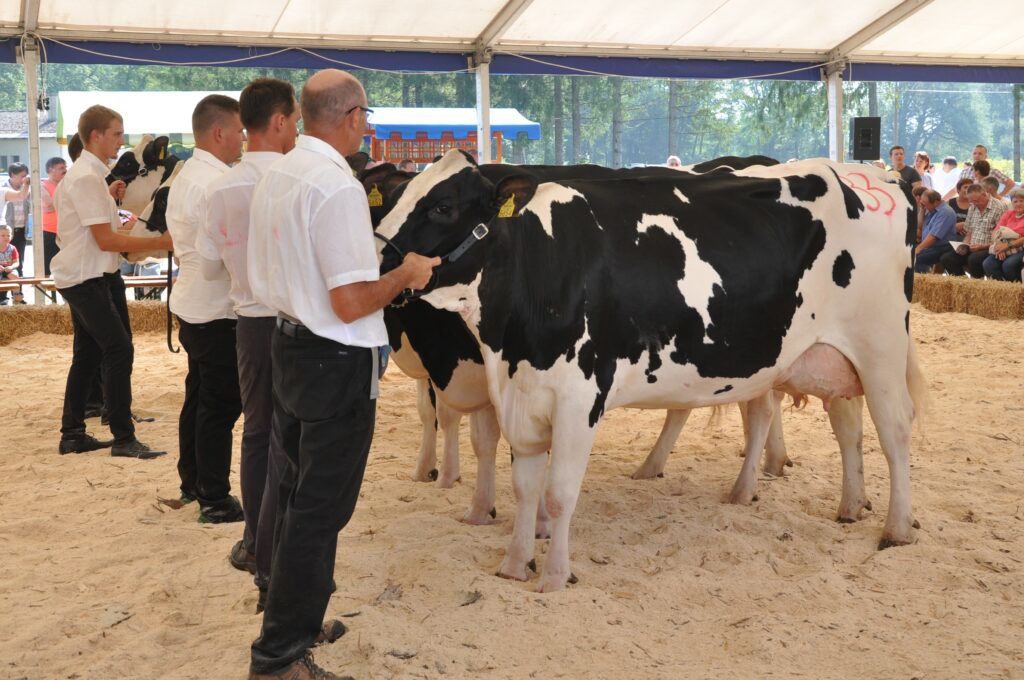 Maša, rejec Jurij Zidar, 1. mesto krave, ŠAMPIONKA in ŠAMPIONKA VIMENA ČB pasme 