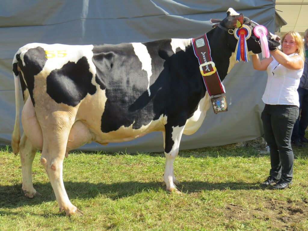 SAVINJA, 1. mesto v kategoriji starejših krav črno bele pasme, rejec Alojz Rožič