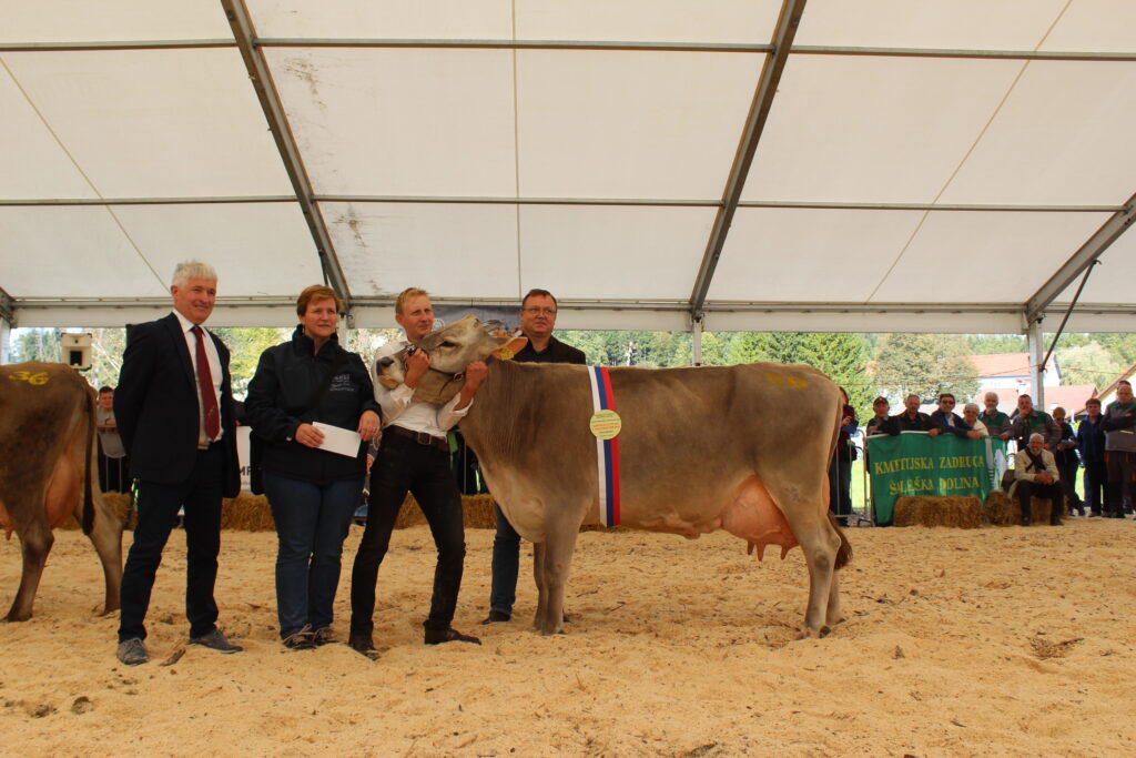 MINEA, ŠAMPIONKA vimena rjave pasme, 1. mesto v kategoriji starejših krav rjave pasme, rejec Janez Anželak 