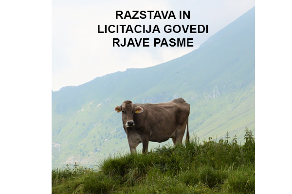 V soboto 9. oktobra 2021 vabljeni v Tolmin na razstavo in LICITACIJO govedi rjave pasme