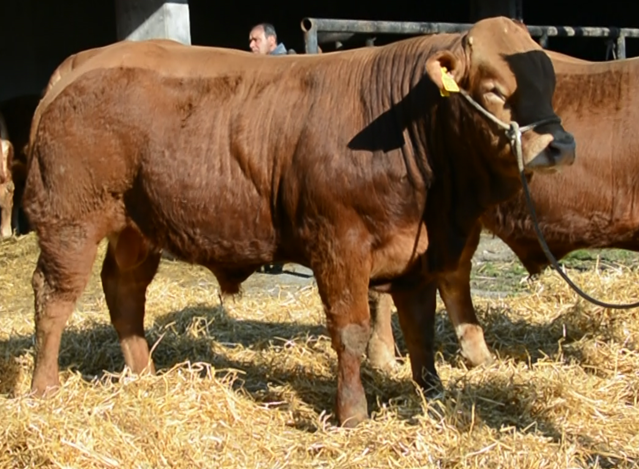 Licitacija plemenskih bikov LIM in CHA pasme