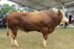 Vabljeni na razstavo goved na sejmu AGRA