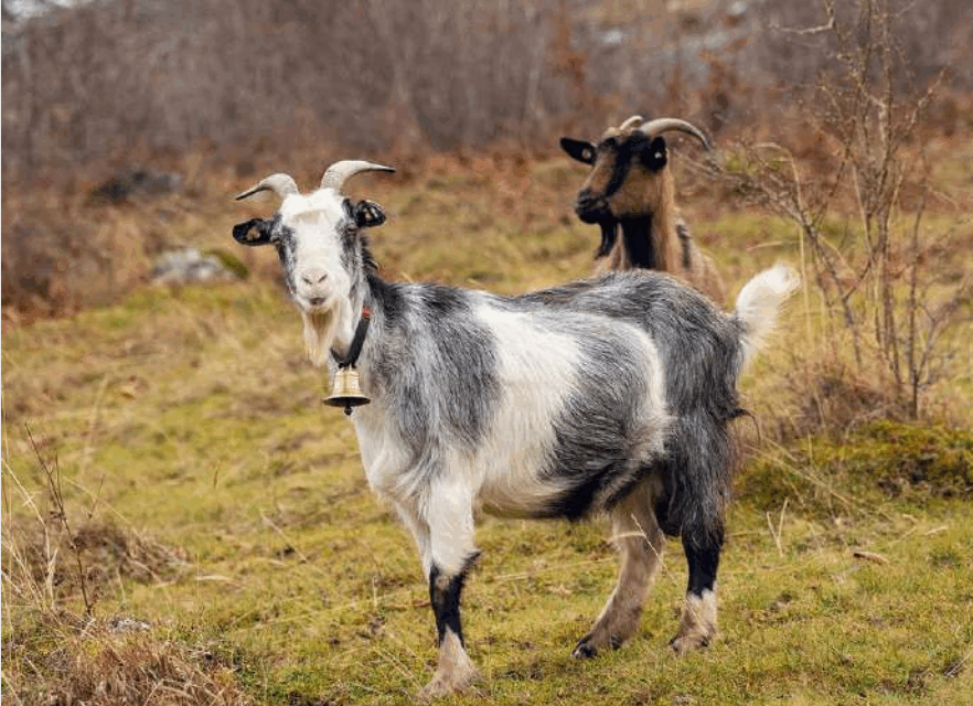 V najnovejšem glasilu EAAP boste našli bogato paleto zanimivih člankov in raziskav, ki obravnavajo različne teme znanosti o živalih.