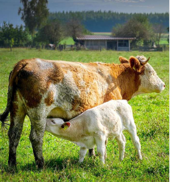 V najnovejšem glasilu EAAP boste našli bogato paleto zanimivih člankov in raziskav, ki obravnavajo različne teme znanosti o živalih.