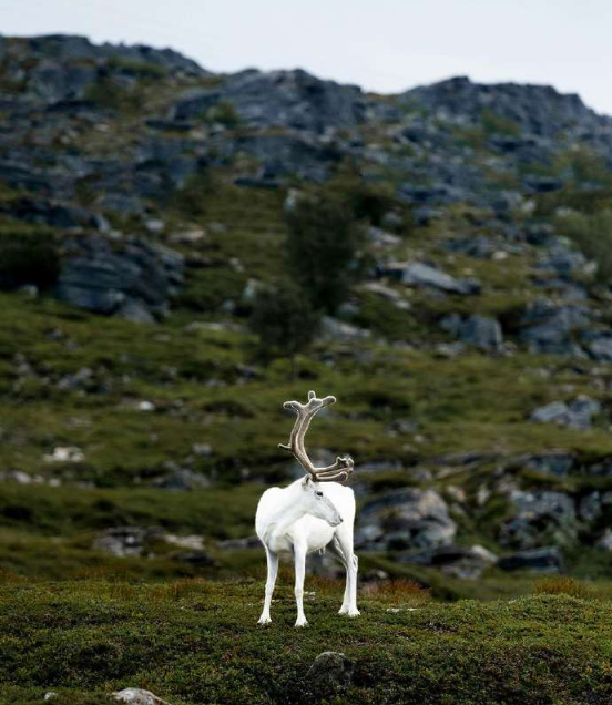 V najnovejšem glasilu EAAP boste našli bogato paleto zanimivih člankov in raziskav, ki obravnavajo različne teme znanosti o živalih.