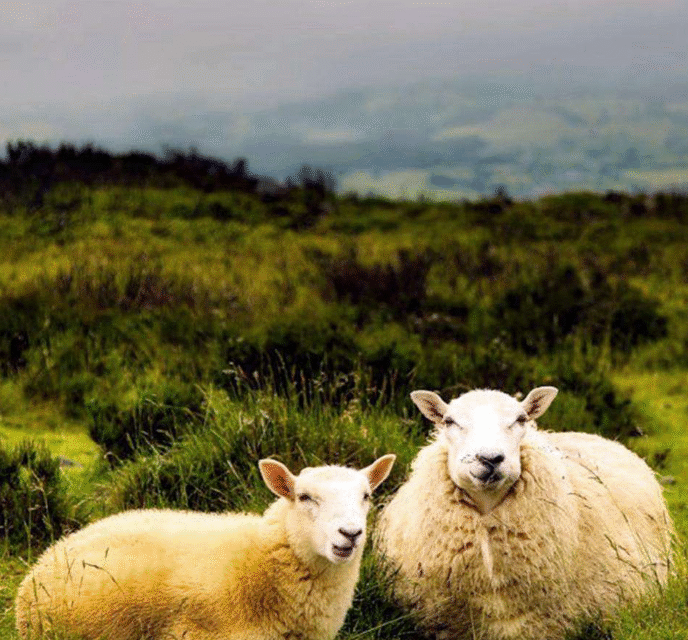V najnovejšem glasilu EAAP boste našli bogato paleto zanimivih člankov in raziskav, ki obravnavajo različne teme znanosti o živalih.